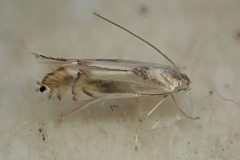 Phyllocnistis unipunctella
