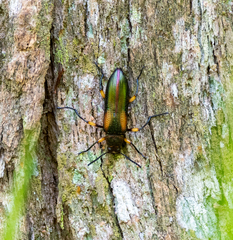 Strongylium flavicrus