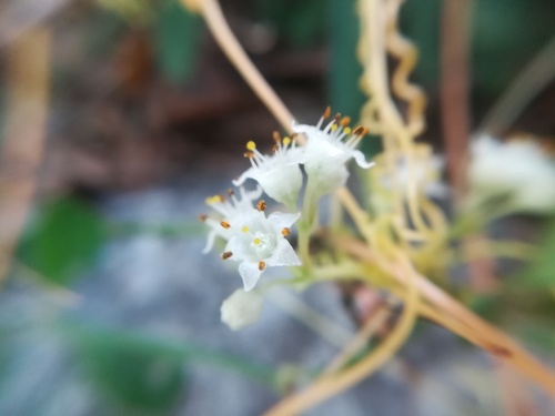 Cochise dodder (Cuscuta mitriformis)