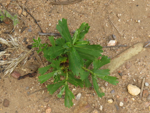 Image of Cliffortia cuneata by (c) Jeremy Gilmore, some rights reserved (CC BY)