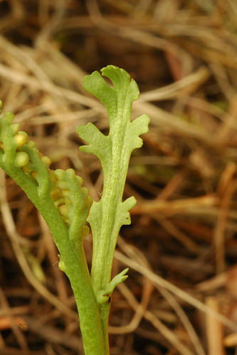 Image of Botrychium ascendens by (c) Timothy McNitt, some rights reserved (CC BY)