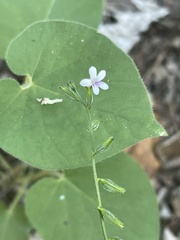 Priva flabelliformis