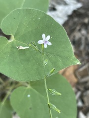 Priva flabelliformis