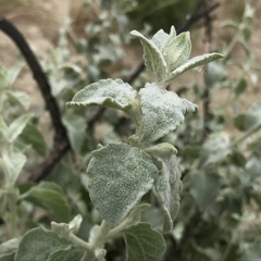 Brickellia nevinii