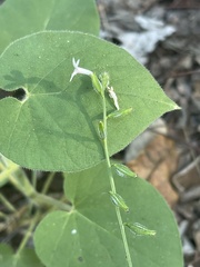 Priva flabelliformis