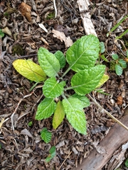 Adenocaulon chilense