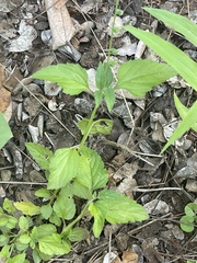 Priva flabelliformis