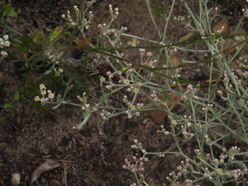 Image of Helichrysum indicum by (c) Jeremy Gilmore, some rights reserved (CC BY)