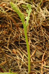 Botrychium ascendens