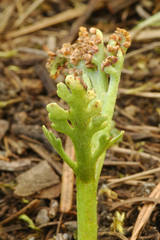 Botrychium ascendens