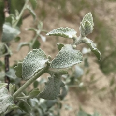 Brickellia nevinii