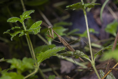 Musonia remota