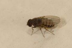 Drosophila repleta