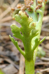 Botrychium ascendens
