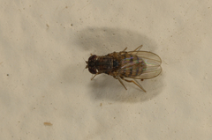 Drosophila repleta