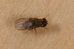 Drosophila repleta