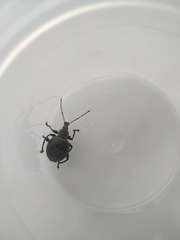 Otiorhynchus pseudonothus