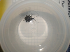 Otiorhynchus pseudonothus