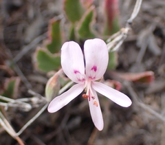 Pelargonium ovale