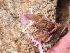Pelargonium ovale