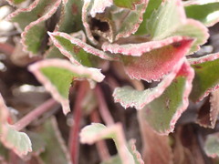Pelargonium ovale