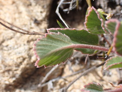 Pelargonium ovale