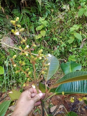 Centronia laurifolia