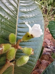 Centronia laurifolia