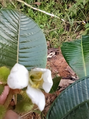 Centronia laurifolia