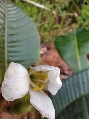Centronia laurifolia