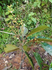 Centronia laurifolia
