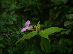 Impatiens sulcata