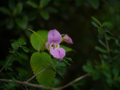 Impatiens sulcata