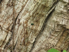 Leiobunum viridorsum