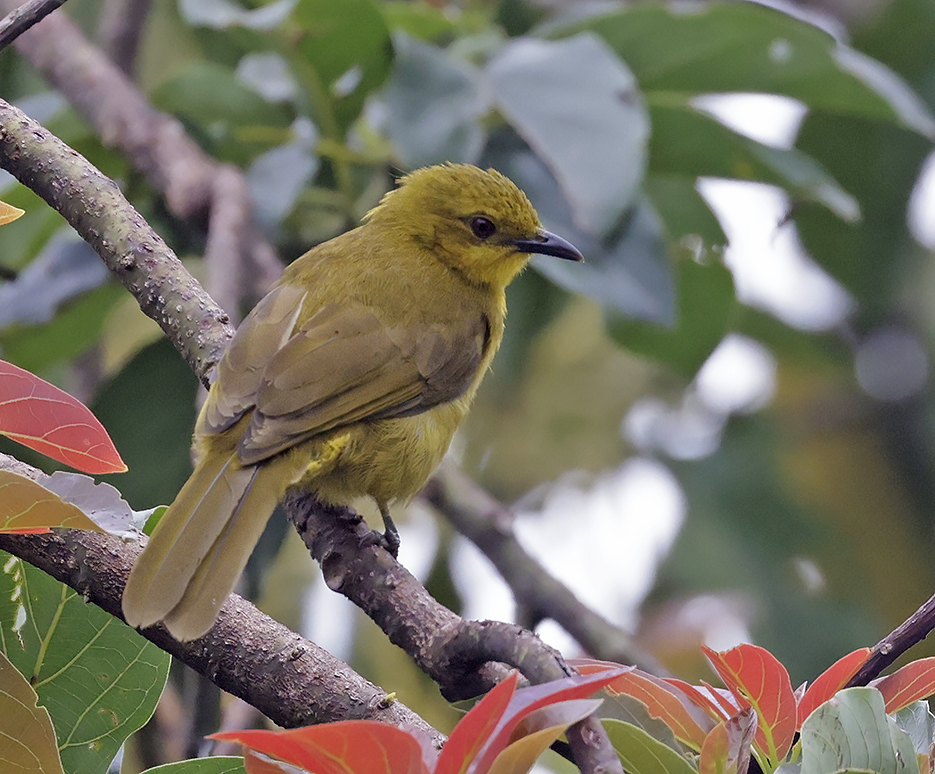 Joyful Greenbul