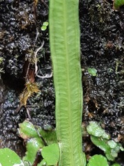 Pteris ryukyuensis