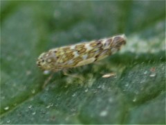Eupteryx decemnotata