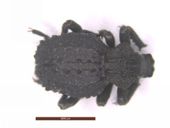 Brachycerus repertus