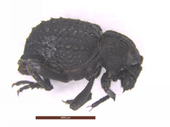 Brachycerus repertus