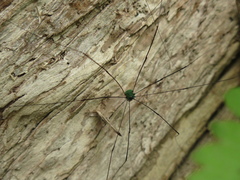 Leiobunum viridorsum