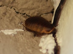 Poeciloblatta angusta