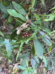 Psychotria asiatica