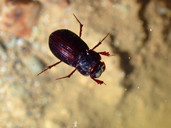 Stenotothorax gardneri