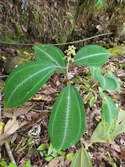 Miconia hookeriana