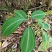 Miconia hookeriana - Photo (c) humbertomendozacifuentes, some rights reserved (CC BY-NC), uploaded by humbertomendozacifuentes