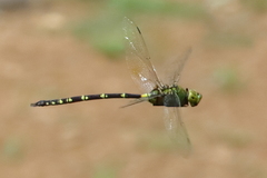 Anax tristis