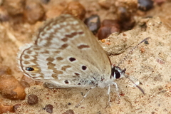 Euchrysops subpallida