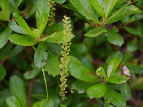 Adder-mouth orchid (Malaxis muscifera)