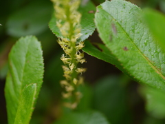 Malaxis muscifera