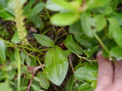 Malaxis muscifera